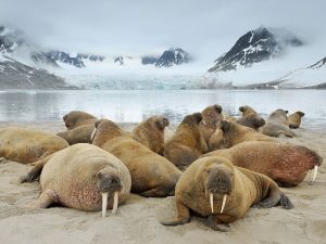 Лежбище моржей на Шпицбергене фото
